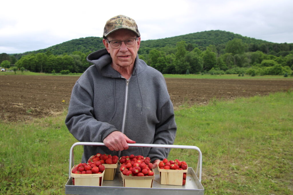 (Rick Miller/Olean Star) Tom Budzinski of Salamanca displays his haul of strawberries at the Great Valley Berry Patch on opening day Monday.