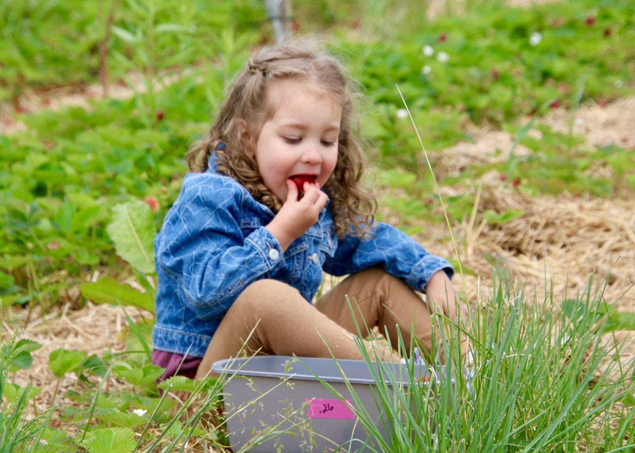 (Rick Miller/Olean Star) Elliotte Huselstein of Olean enjoys a fresh-picked strawberry from the container she and her mother, Jocelyn Huselstein picked on Monday at the Great Valley Berry Patch.