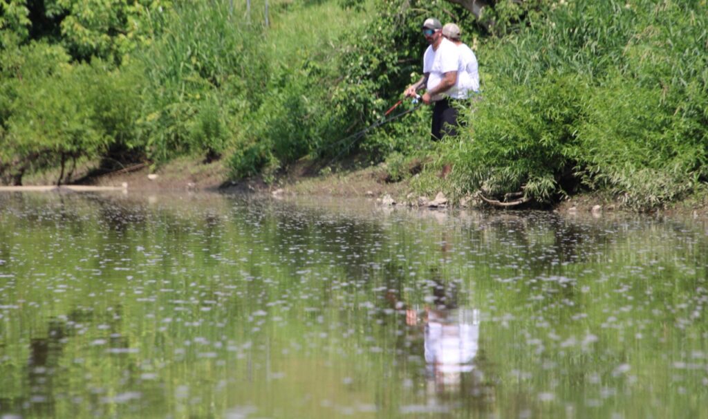(Rick Miller/Olean Star)  A bald eagle stands on the bank of the Allegheny River in Allegany on Thursday.