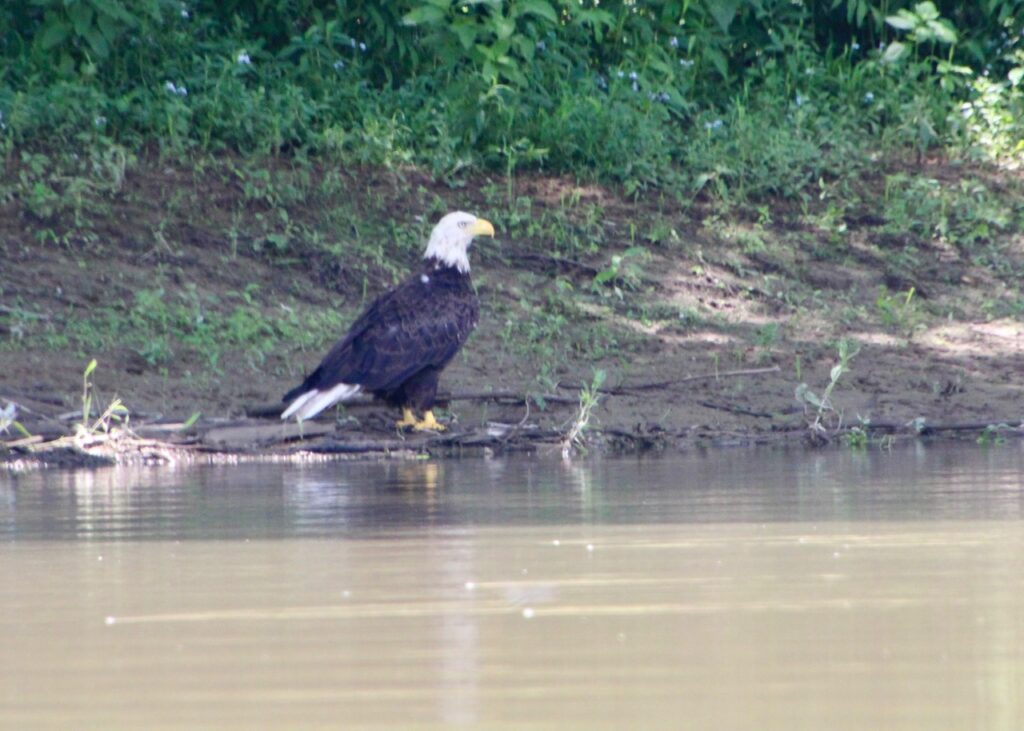 (Rick Miller/Olean Star)  A bald eagle stands on the bank of the Allegheny River in Allegany on Thursday.