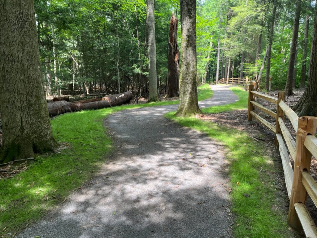 (Rick Miller/Olean Star) The new Memorial Trail in the Valentine Flats area of Zoar Valley opened Wednesday. Above is an example of the trail going around a tree, although scores were cut to construct the trail.