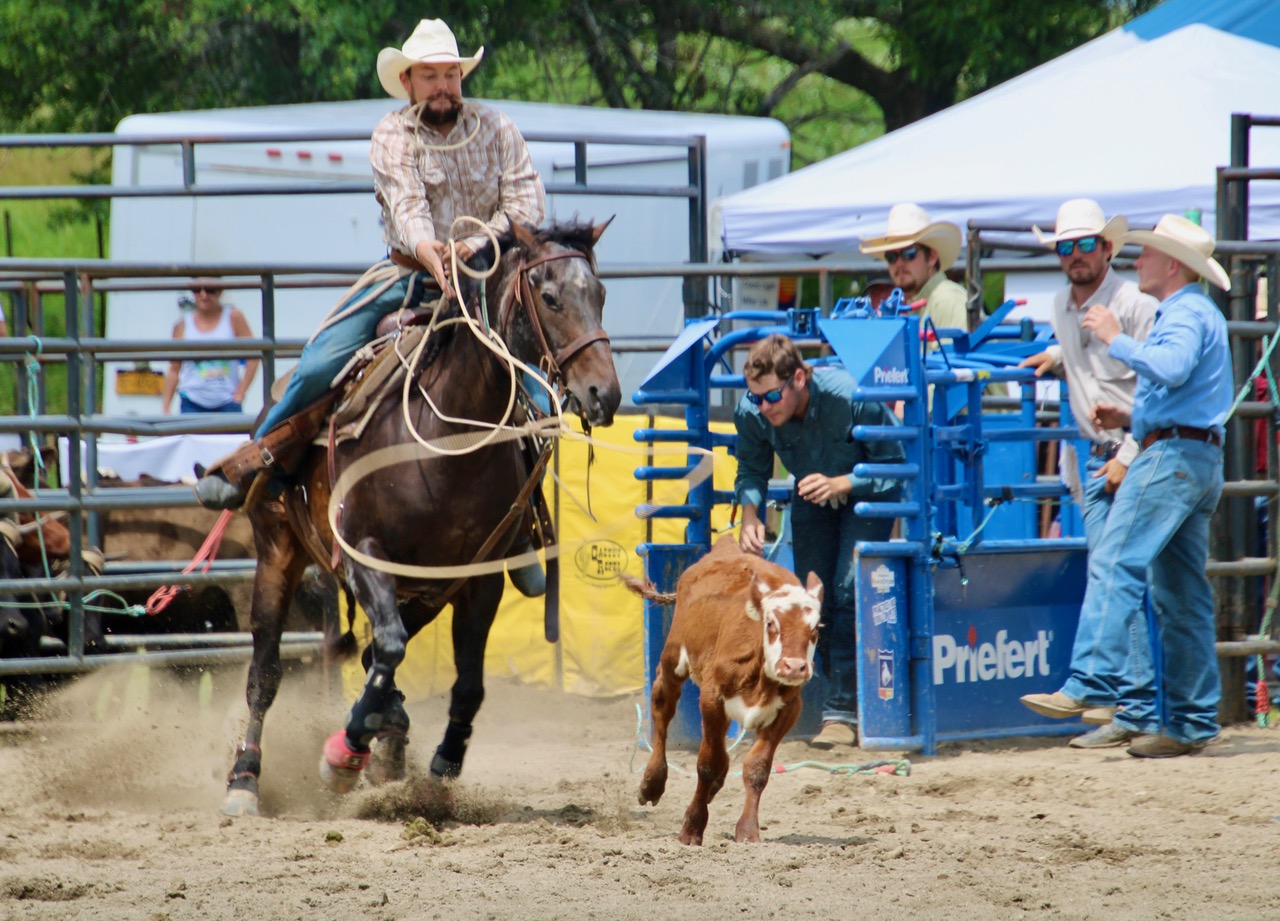 (Rick Miller/Olean Star) A cowboy participating in the Ellicottville Championship Rodeo Sunday gets ready to rope a calf.