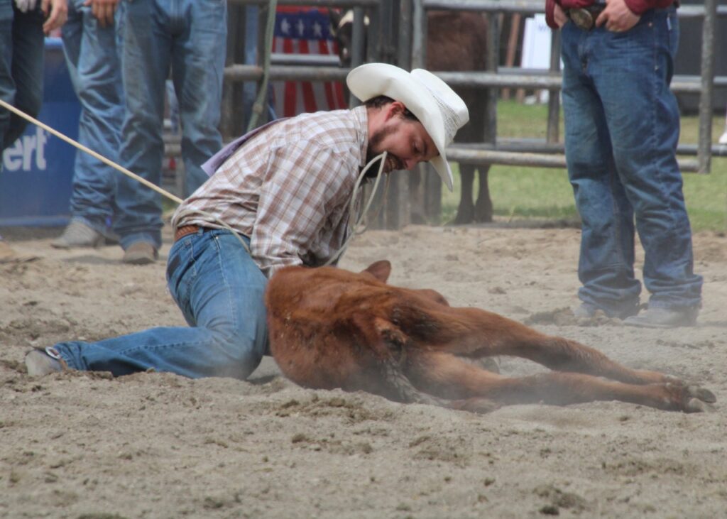 (Rick Miller/Olean Star)  A cowboy wrestles a steer to the ground after roping it during competition at Sunday’s Ellicottville Championship Rodeo.