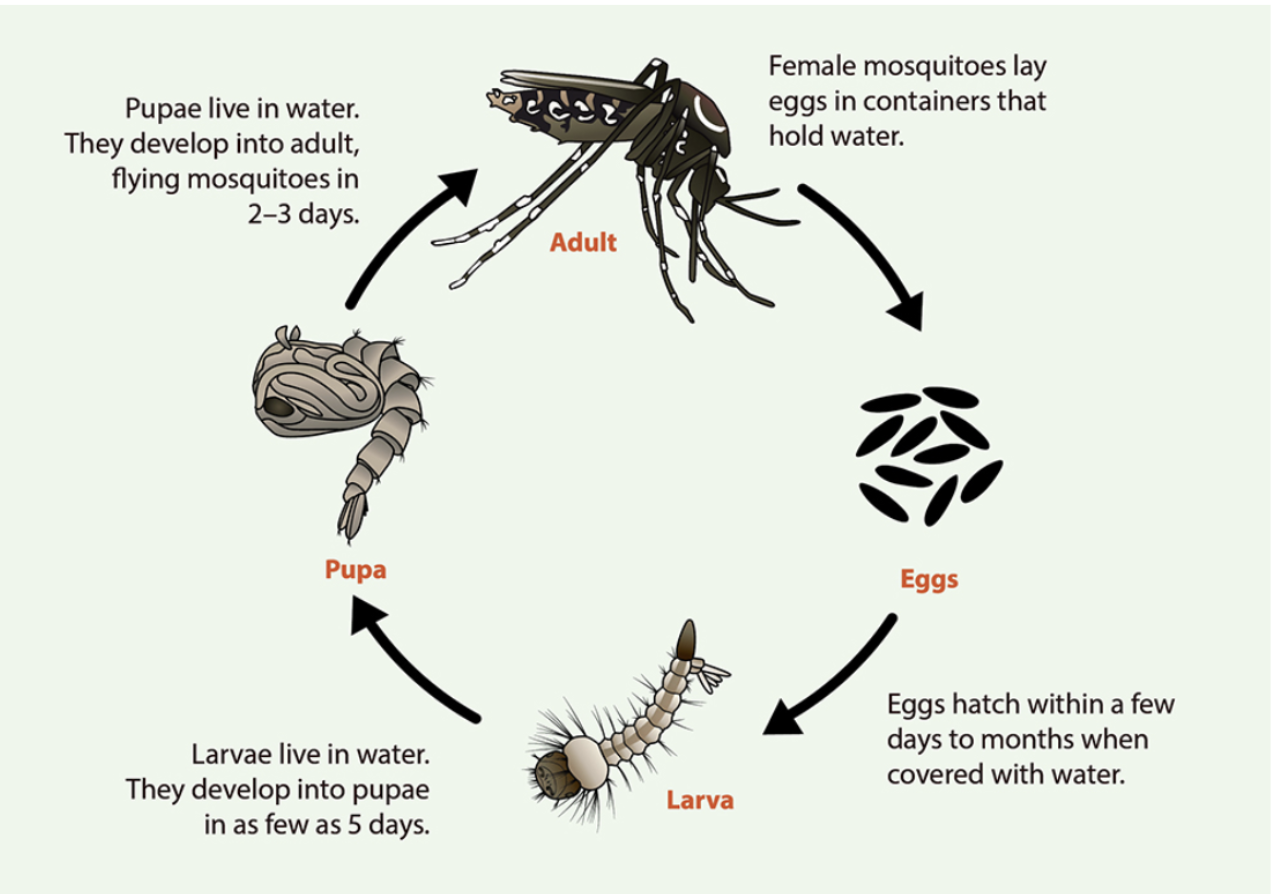 (Cattaraugus County Health Department) Aerial spraying of mosquito larvicide over wetlands in Cattaraugus County reduced the numbers of adults mosquitoes, but they are headed back up, which could lead to additional spraying.