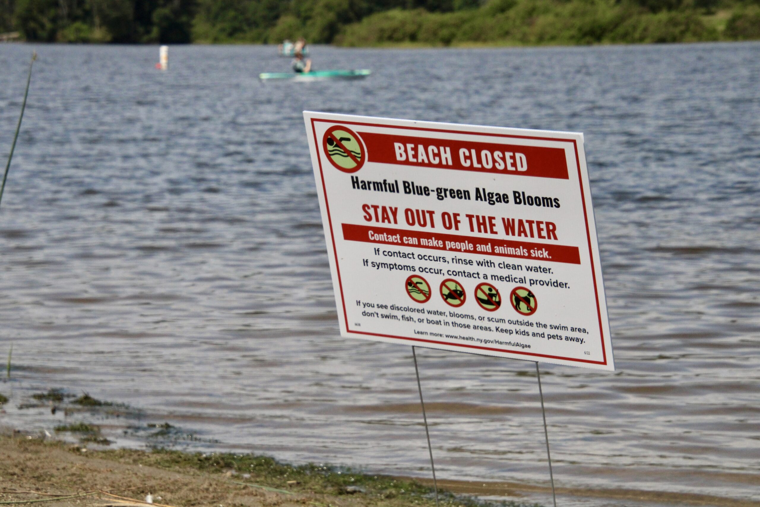 (Rick Miller/Olean Star) Harmful algae blooms of blue-green algae have closed Red House Lake and Quaker Lake in Allegany State Park going into the last week of summer. This sign is at the water line on Red House Lake beach.