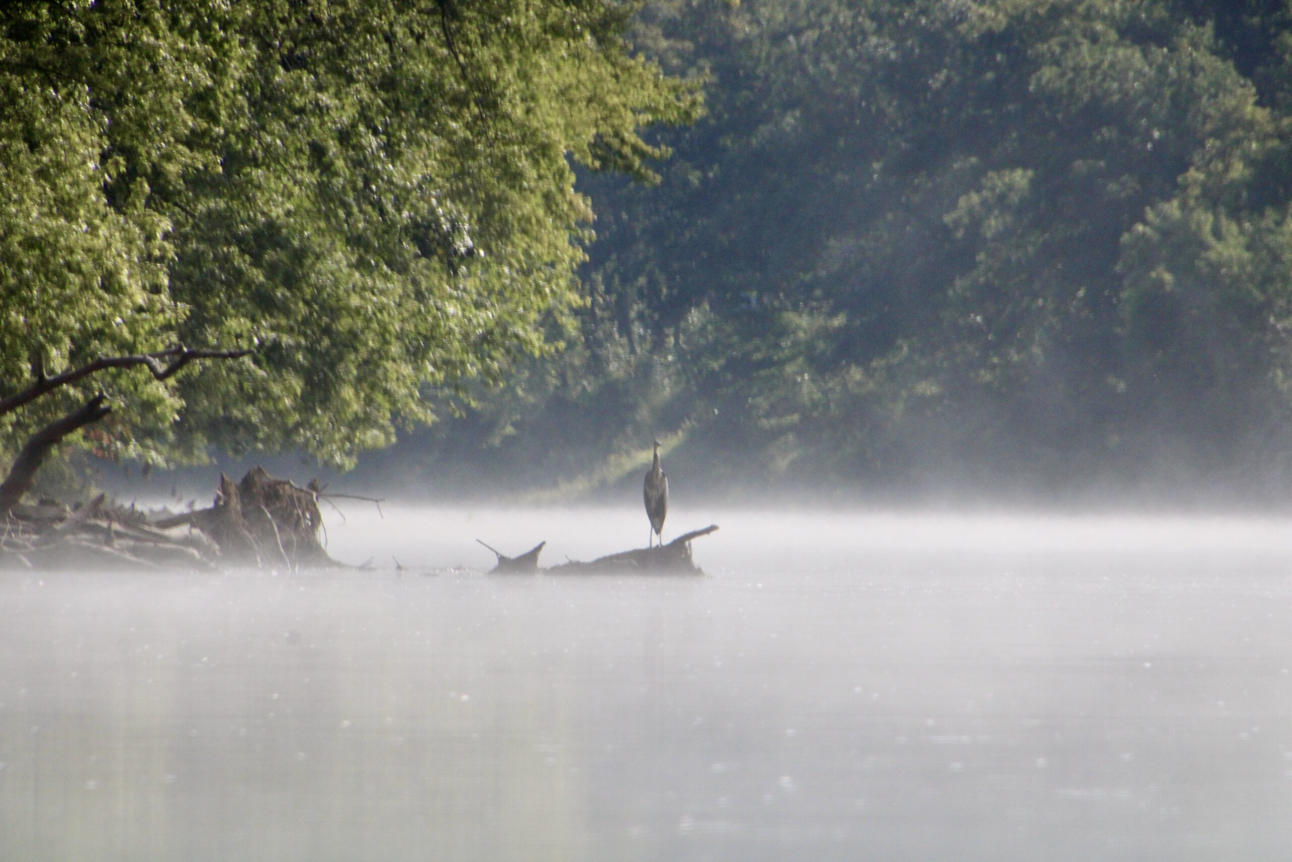 (Rick Miller/Olean Star) A great blue heron sits on a tree near the shore of the Allegany River as mist rises from the water's surface Wednesday. The city of Olean did not receive any replies from its request for proposals for a stormwater study to prevent sewage overflows into the river.
