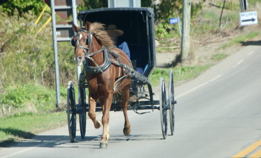 (Rick Miller/Olean Star) An Amish buggy drives along the Amish Trail in western Cattaraugus County.