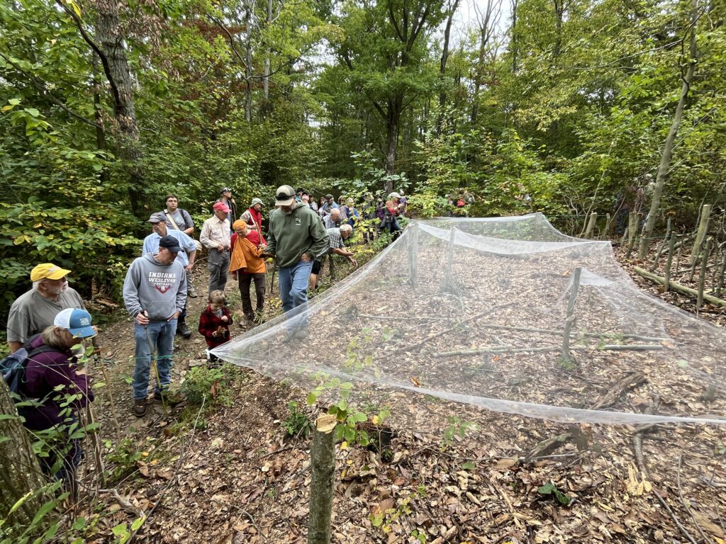 (Rick Miller/Olean Star)  A net was placed under an American chestnut tree bearing burs, or spiny seed pods by woodlot owner Jim Brady of Olean. The seeds are used to grow new possibly blight-resistant trees.