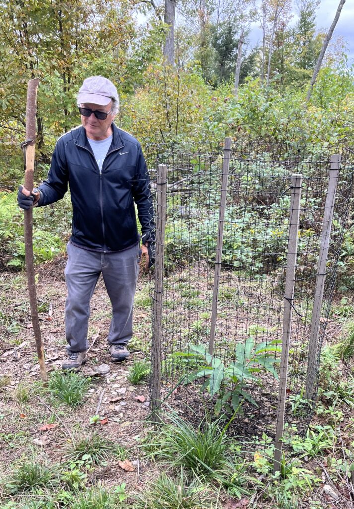 (Rick Miller/Olean Star)  Woodlot owner Jim Brady has a nursery of young American chestnut trees he has both grown from seed and transplanted on his town of Olean property.  