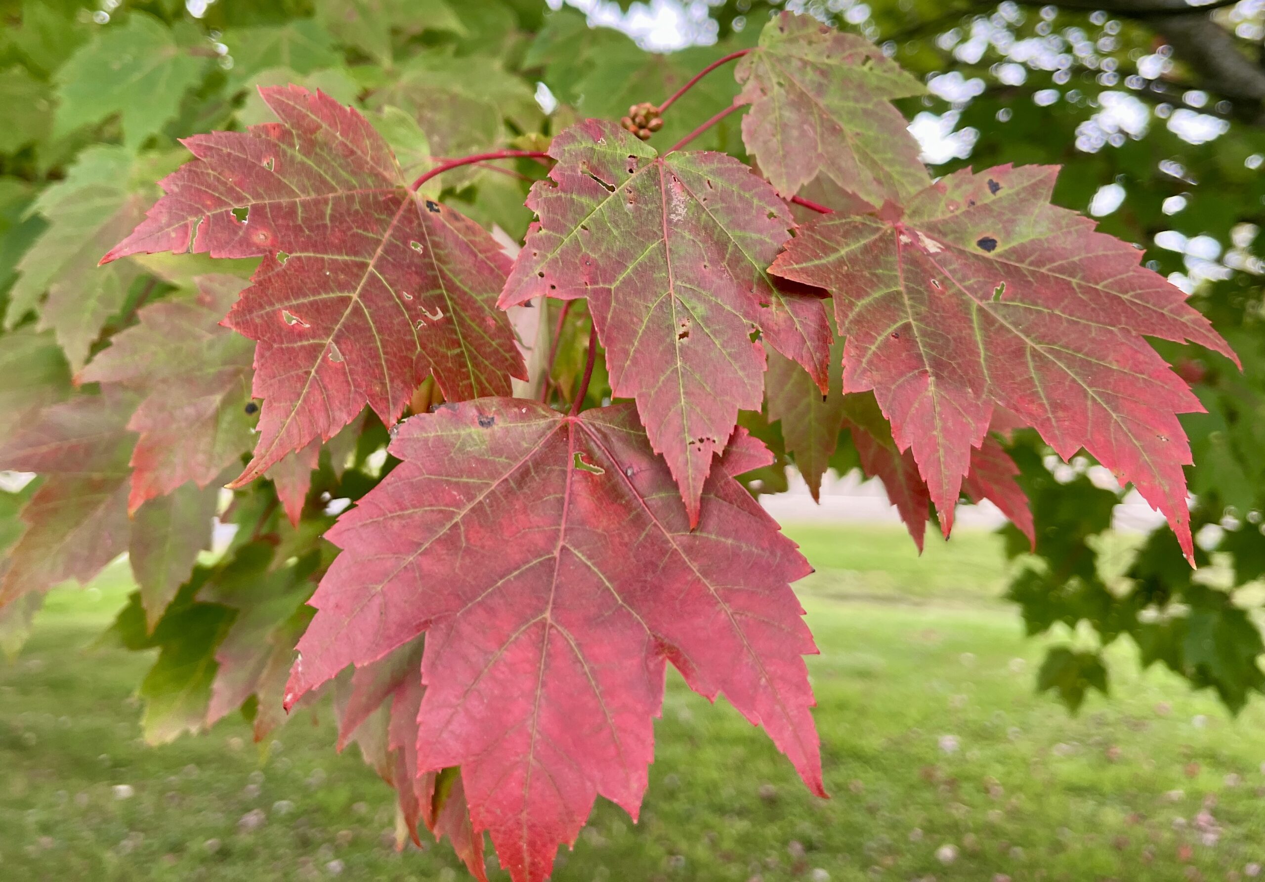 (Rick Miller/Olean Star) Trends in maple syrup production will be discussed Saturday at the Cooperative Extension of Cattaraugus County in Ellicottville.
