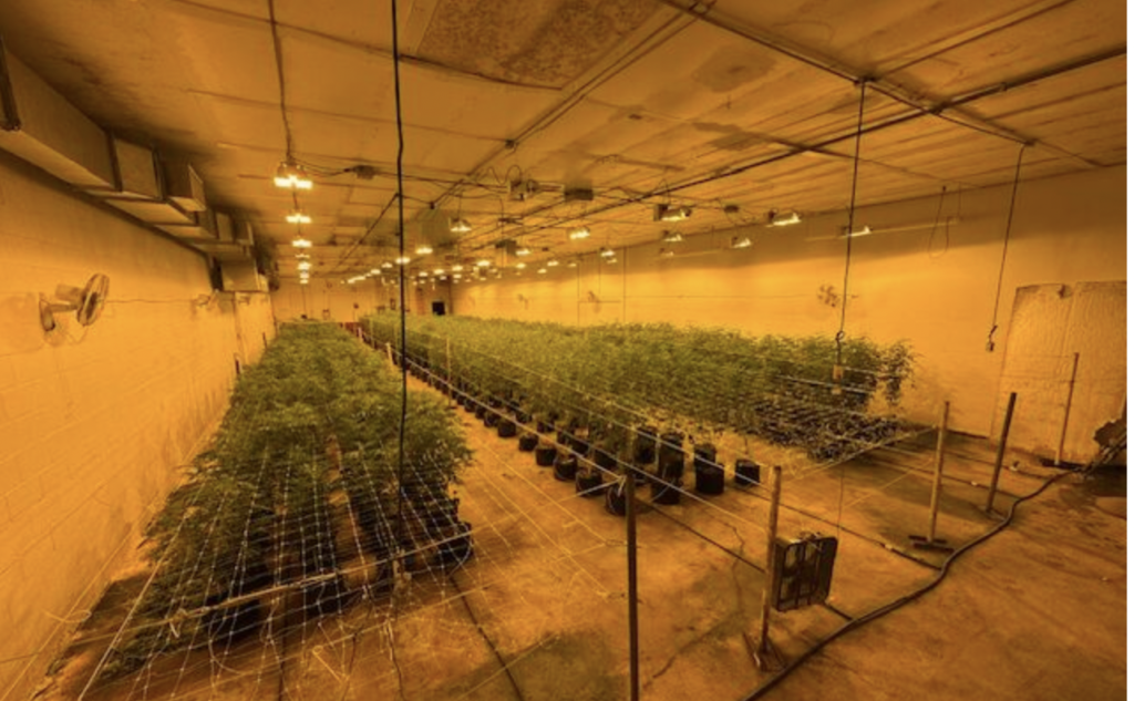 (Wellsville Sun) Cuba Police arrested two people last week in connection with an illegal marijuana growing operation at the former Farnsworth Cookie factory in Cuba.