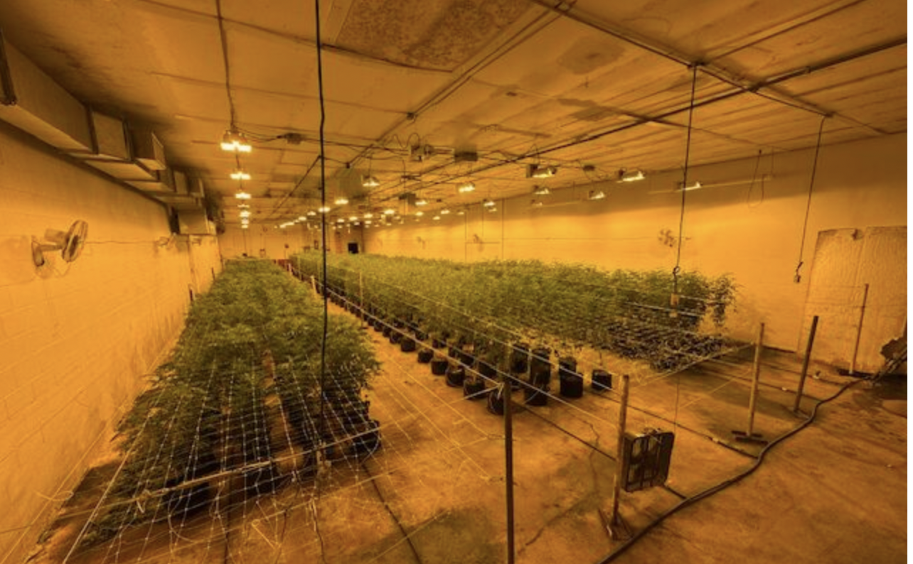 (Wellsville Sun) Cuba Police arrested two people last week in connection with an illegal marijuana growing operation at the former Farnsworth Cookie factory in Cuba.