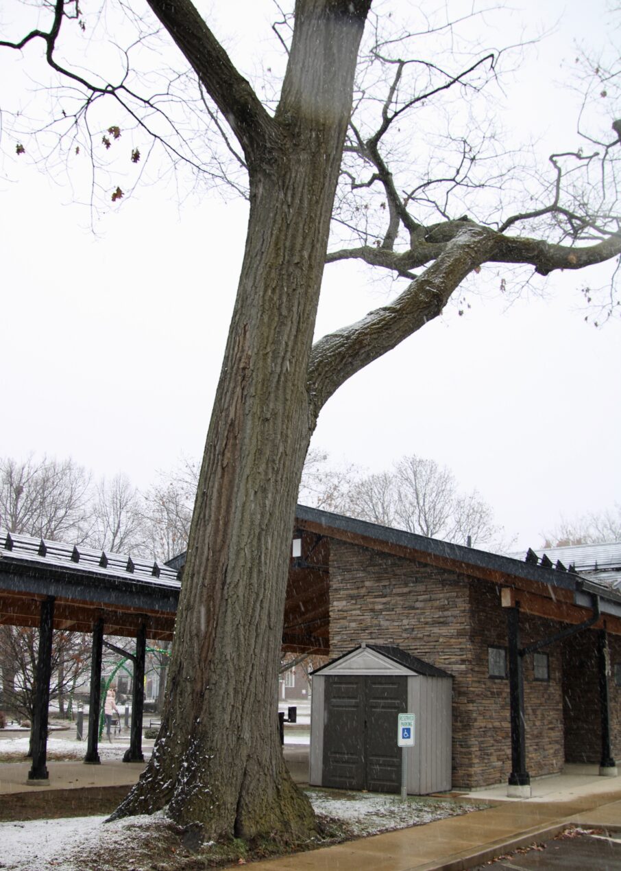 (Rick Miller/Olean Star)  This is the oak tree the farmers market facility in Lincoln Park was built around. The oak tree, planted by President Teddy Roosevelt and New York Gov. Frank W. Higgins in 1906, is dying. 