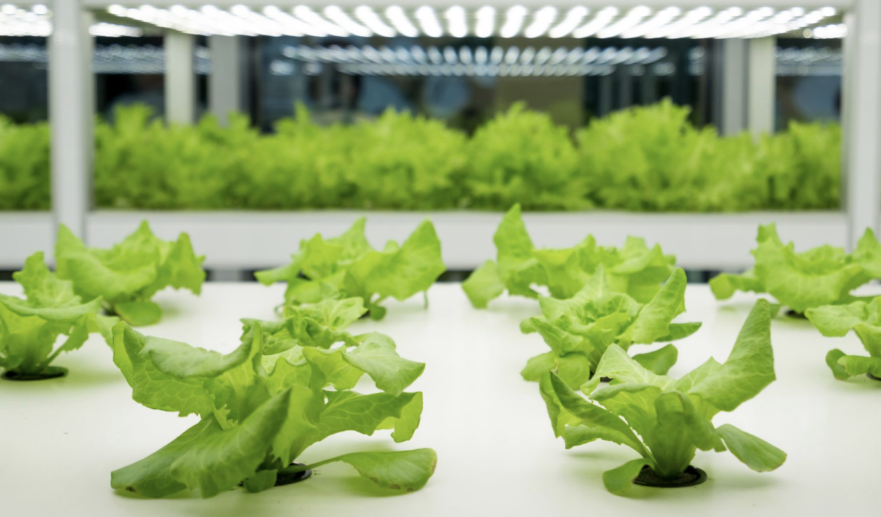 (Photo provided) Nimble Farms, formerly Ellicottville Greens, which has a hydroponic operation in Olean where it grows lettuce and other greens, will be sold in Tops Markets throughout New York.