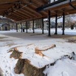 (Corrin Potter photo) This is all that’s left of the Roosevelt-Higgins oak tree in Lincoln Park. The tree was planted in 1906 by President Theodore Roosevelt and his friend New York Gov. Frank W. Higgins of Olean.