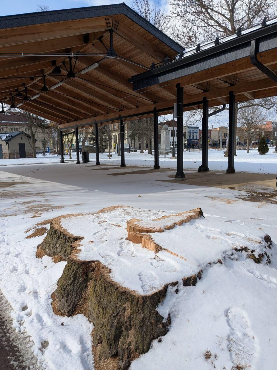 (Corrin Potter photo) This is all that’s left of the Roosevelt-Higgins oak tree in Lincoln Park. The tree was planted in 1906 by President Theodore Roosevelt and his friend New York Gov. Frank W. Higgins of Olean.