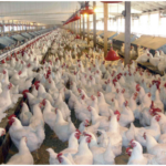 (Cattaraugus County Health Department photo) More than 140 million chickens in the U.S. have been killed in the past year after the bird flu virus (H5N1) was discovered on farms. No cases have been reported in this county.