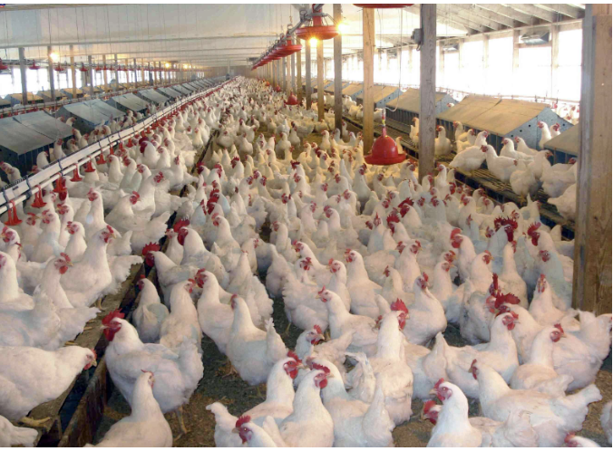 (Cattaraugus County Health Department photo) More than 140 million chickens in the U.S. have been killed in the past year after the bird flu virus (H5N1) was discovered on farms. No cases have been reported in this county.