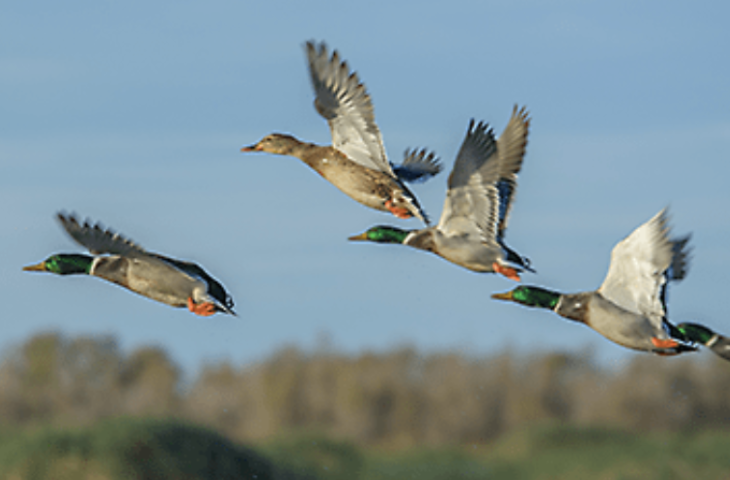 (Cattaraugus County Health Department photo) Migrating ducks are suspected of being a major cause of the spread of bird flu, the H5N1 virus.