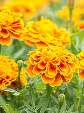 Virginia M. Hemmerly