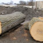 (Rick Miller/Olean Star) Part of the trunk of the historic Roosevelt-Higgins oak tree that stood in Lincoln Park for 119 years that had been feared lost, was discovered hiding in plain sight.