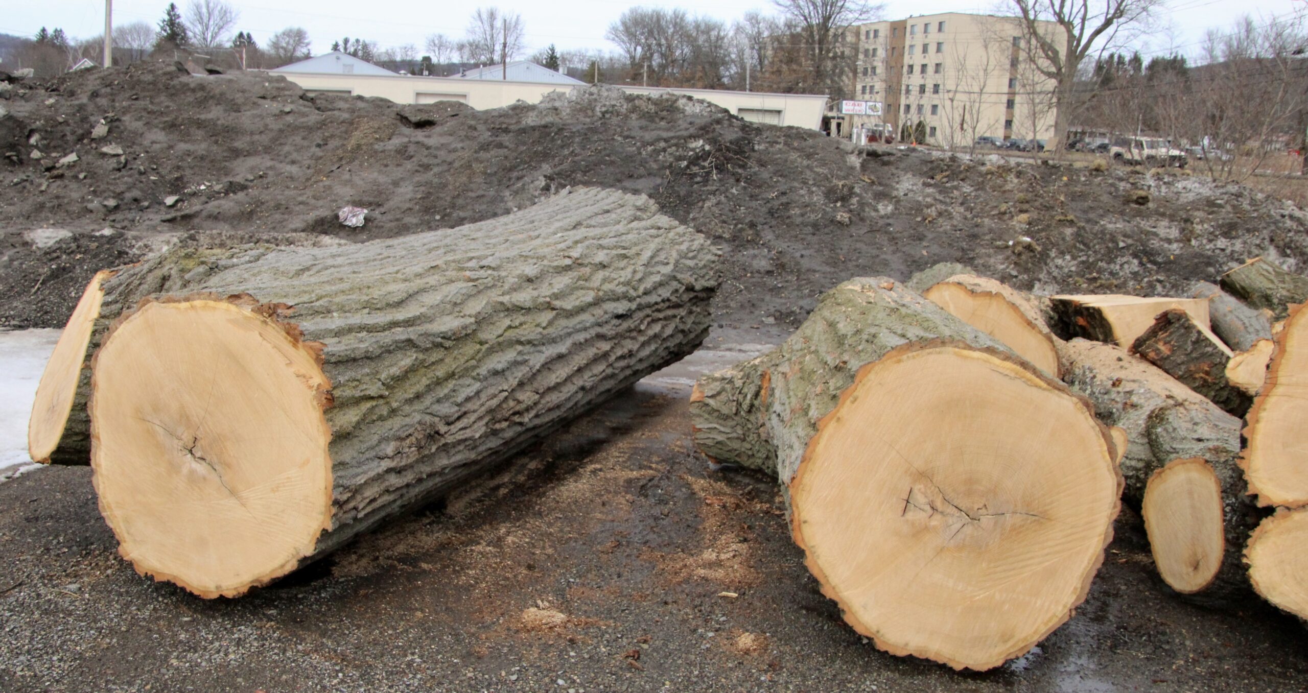 (Rick Miller/Olean Star) Part of the trunk of the historic Roosevelt-Higgins oak tree that stood in Lincoln Park for 119 years that had been feared lost, was discovered hiding in plain sight.