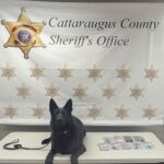 (Sheriff's Office photo) K-9 Rex lies with some of the drugs and paraphernalia discovered during a traffic stop by Cattaraugus County Sheriff's deputies on North 12th Street in Olean March 14. Two Allegany residents were charged.